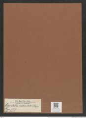Odontella ? reticulata (Rop.) (de-Toni-Nr.: Genus 122, Species 3455) Zeichnungen Sammlung Grunow Mappe 03649 (Herbarium_W_Grunow_drawings_Folder_03649)